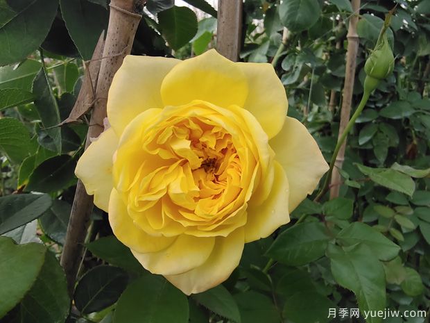 月季中的三仙女品种,颜值高又耐寒,冬天自然开花(图2) 月季中的三仙女品种,颜值高又耐寒,冬天自然开花(图2)
