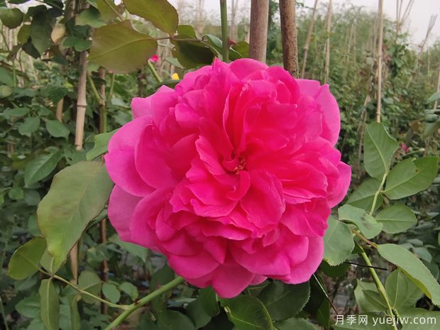 开爆花的3个大花藤本月季，轻松打造整面花墙(图2)