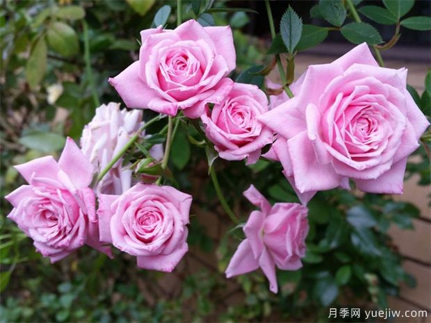 月季花可以泡水喝吗?月季花的功效与作用(图1) 月季花可以泡水喝吗?月季花的功效与作用(图1)