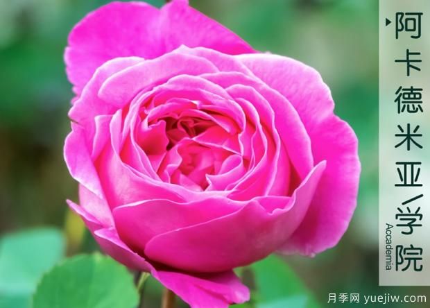 这样养月季花开花更多!(图1) 这样养月季花开花更多!(图1)