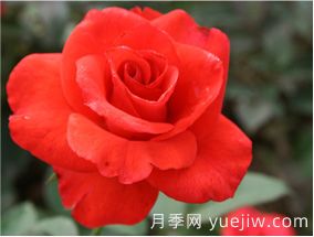 大花月季常用的化肥配方(图1) 大花月季常用的化肥配方(图1)