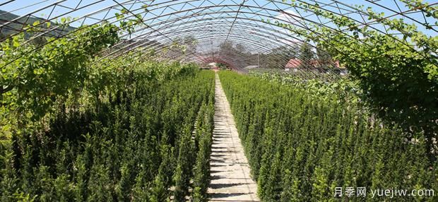 夏季月季的饲养留意事项(图1) 夏季月季的饲养留意事项(图1)