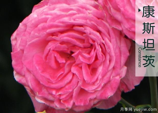 大花月季种植后的管理(图1) 大花月季种植后的管理(图1)