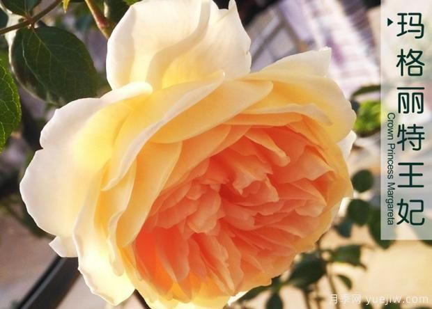 丰花月季日常管理(图1) 丰花月季日常管理(图1)