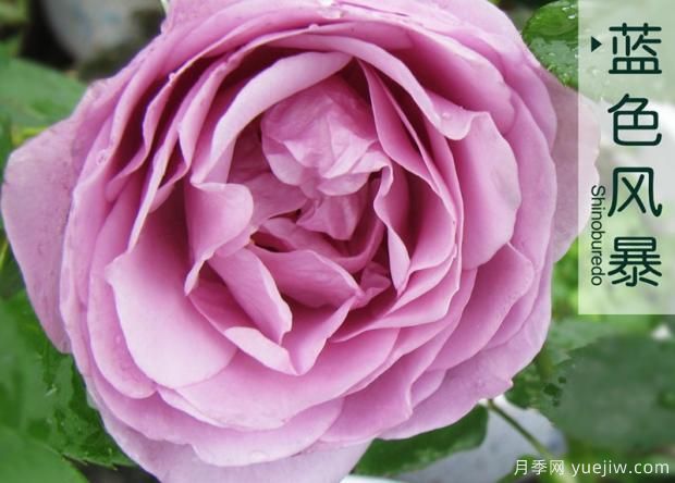 藤本月季在更新时应如何保护芽?(图1) 藤本月季在更新时应如何保护芽?(图1)