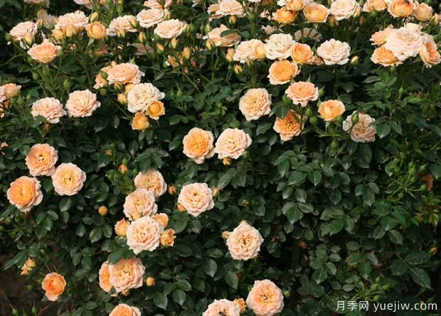 关于月季更新如何修剪和保护芽(图1) 关于月季更新如何修剪和保护芽(图1)