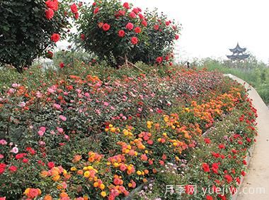 大花月季育殖新窍门！！(图1)