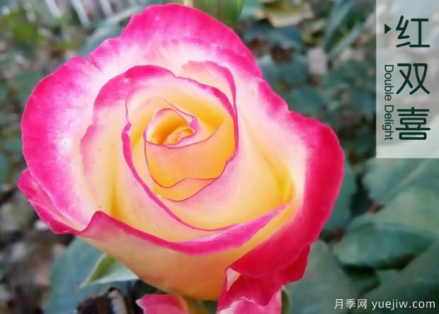 大花月季和丰花月季哪个更漂亮？二者有什么区别？(图1)