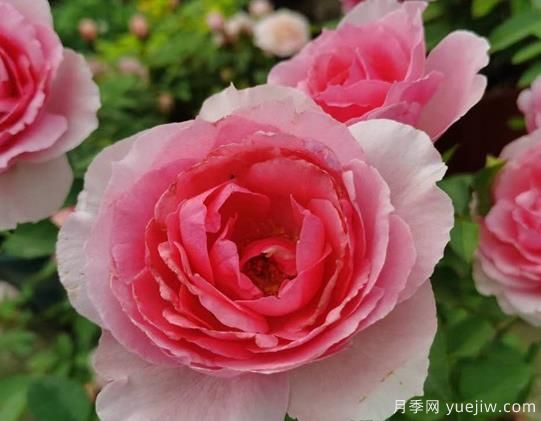 旋转香水月季的优缺点是什么？(图1)