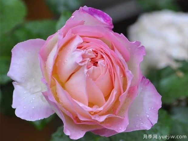 破晓月季月季(图1) 破晓月季/奥布月季/玛丽安詹姆斯(图2)