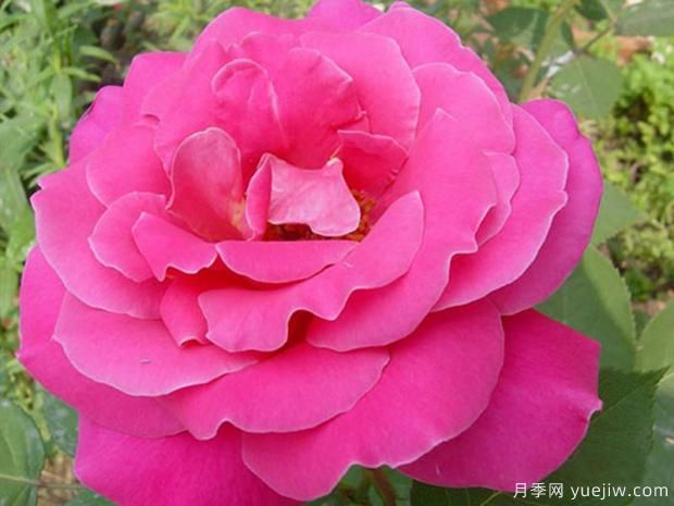 月季种植的灌溉技术(图1) 月季种植的灌溉技术(图1)