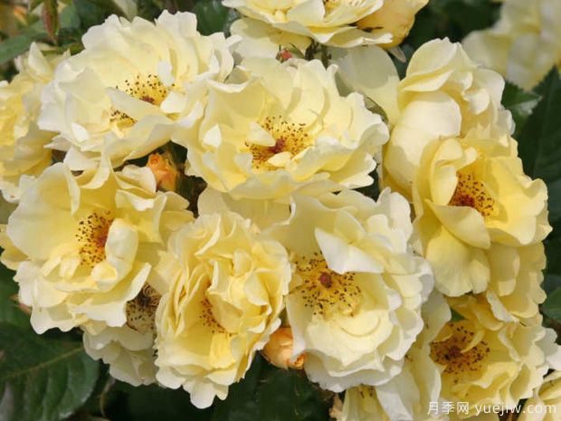 推荐7个科德斯超级抗病的月季品种，高品质有芬芳低维护(图4)