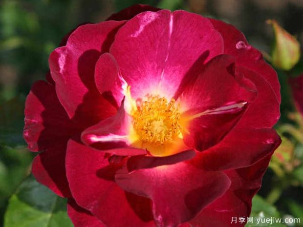 花之岛月季(图1) 花之岛月季(图1)