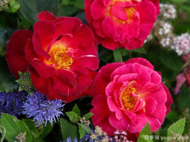 花之岛月季(图2) 花之岛月季(图2)