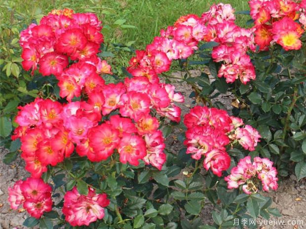 夏日之恋月季/嬉皮之夏月季(图3) 夏日之恋月季/嬉皮之夏月季(图3)