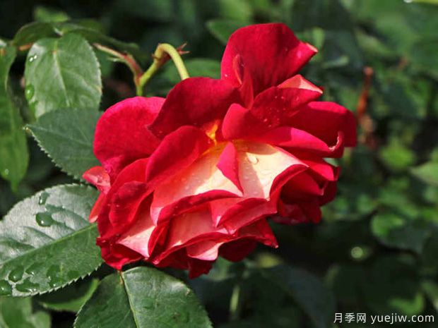 靓丽月季/可爱月季(图3)