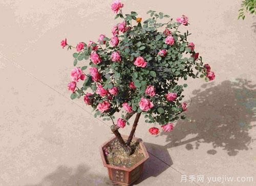进入冬季天气寒冷,月季都有不同程度霜冻,我们该如何补救呢?(图1) 进入冬季天气寒冷,月季都有不同程度霜冻,我们该如何补救呢?(图1)