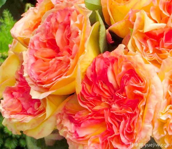 南阳月季基地种植月季时总结会5种月季容易生的病，该如何治理？(图1)