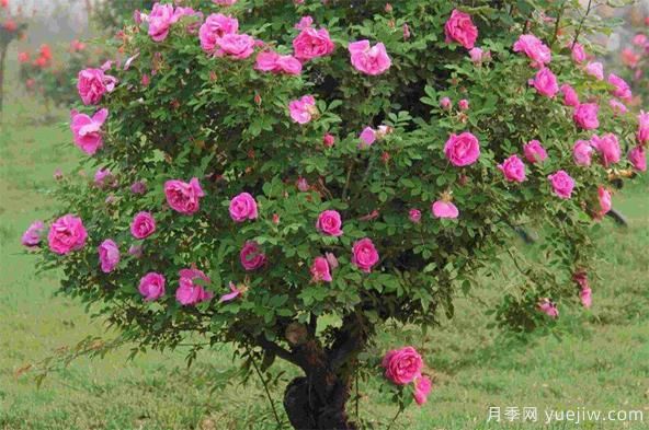 如何防治棒棒糖树状月季栽培过程中的介壳虫侵害？(图1)