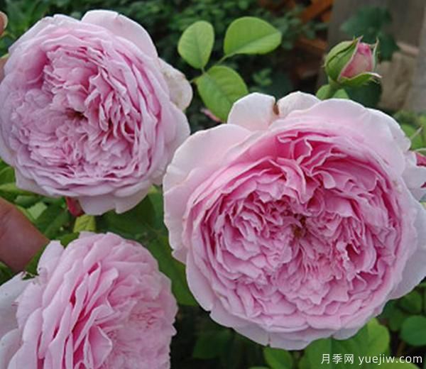 盆栽月季树在栽培期间都是如何浇灌的?(图1) 盆栽月季树在栽培期间都是如何浇灌的?(图1)