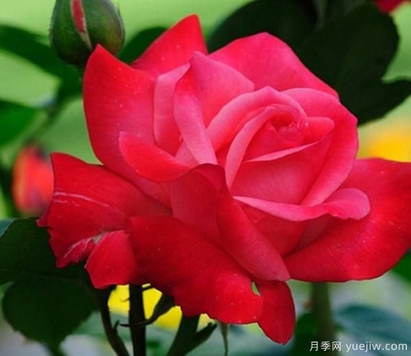 月季花养护,我们怎样让它成为真正的“月月红”呢?(图1) 月季花养护,我们怎样让它成为真正的“月月红”呢?(图1)