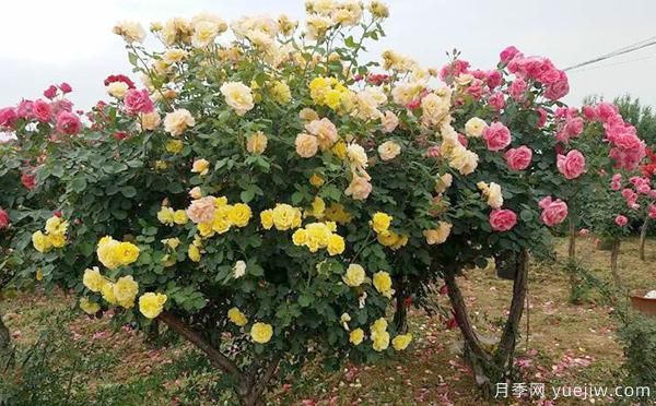 洛阳大花月季的施肥管理,你知道是怎样的吗?(图1) 洛阳大花月季的施肥管理,你知道是怎样的吗?(图1)