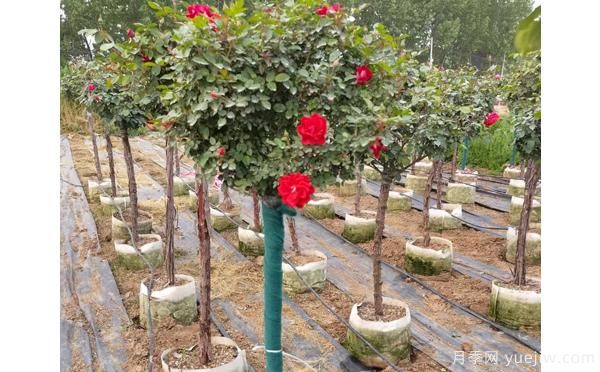 微型盆栽月季的种养方式和步骤,你做对了吗(图1) 微型盆栽月季的种养方式和步骤,你做对了吗(图1)