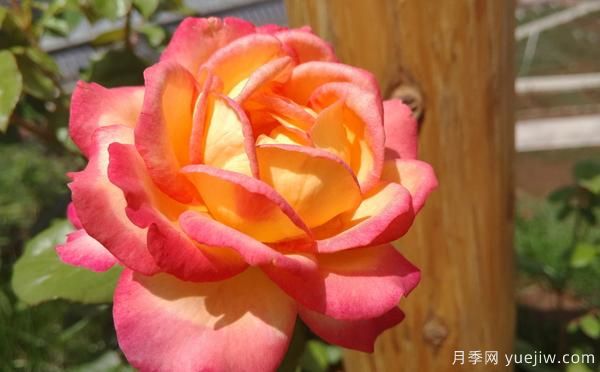 大花月季该怎样修剪的呢?一起来看看吧(图1) 大花月季该怎样修剪的呢?一起来看看吧(图1)