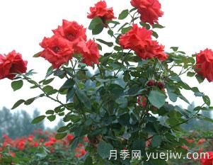 月季的整枝修剪是否得当，直接影响即对衰老该如何修剪呢？(图1)