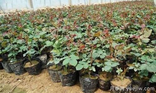 中国月季之乡讲述月季扦插小苗养跟的三个步骤(图1) 中国月季之乡讲述月季扦插小苗养跟的三个步骤(图1)