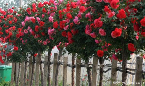 如何把棒棒糖月季能养成树状月季(图1)