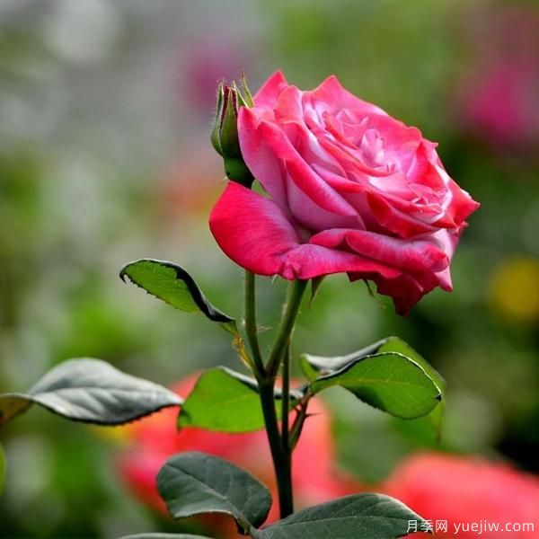 月季人称花中皇后，那么它开花的关键是什么？(图1)