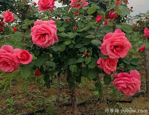 月季花扦插生根慢?教你快速生根法!(图1) 月季花扦插生根慢?教你快速生根法!(图1)