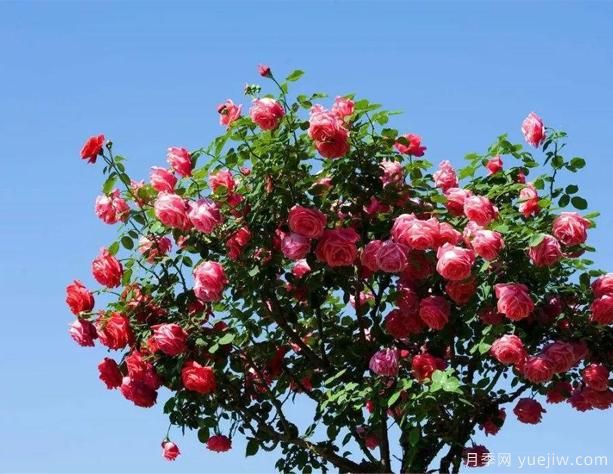 自己种的月季不能乱修剪以及留意不抗病品种(图1) 自己种的月季不能乱修剪以及留意不抗病品种(图1)