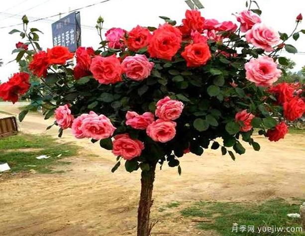 鹤壁树状月季花都有哪些作用功效呢?(图1) 鹤壁树状月季花都有哪些作用功效呢?(图1)