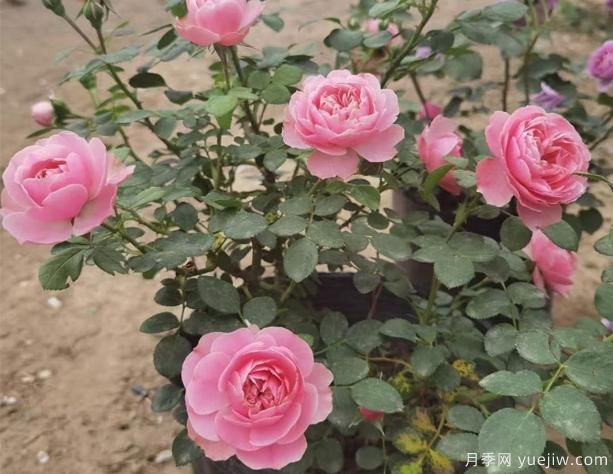 大花月季现在养,哪几点比较重要呢?(图1) 大花月季现在养,哪几点比较重要呢?(图1)