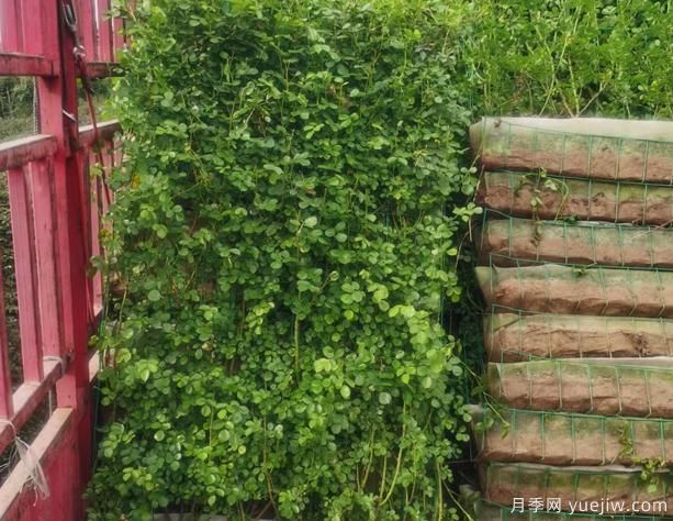 藤本月季长得矮，有什么办法可以转折吗？(图1)