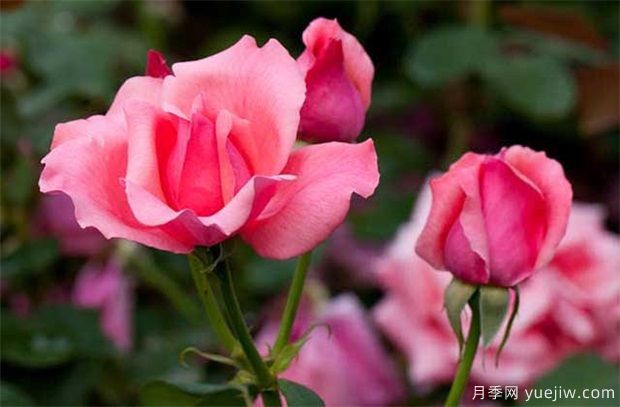 月季树一年能开几次花(图1) 月季树一年能开几次花(图1)