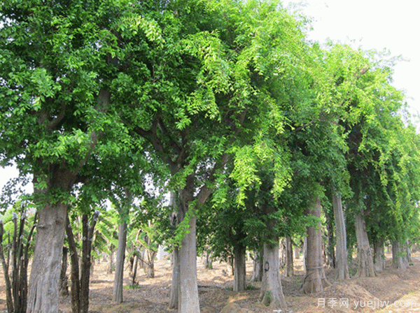 朴树移栽的留意事项有着哪些？(图1)