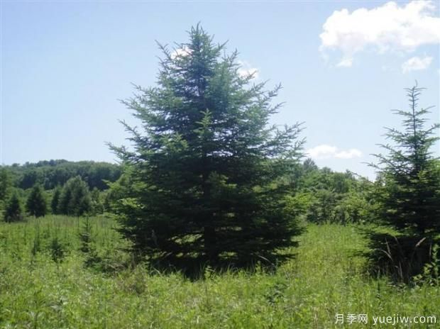 不宜混栽的绿化苗木有哪些?(图1) 不宜混栽的绿化苗木有哪些?(图1)