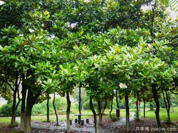 如何提高大广玉兰移植成活率？(图1)