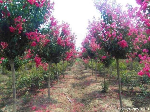 详解紫薇的苗木繁殖与栽培技术(图1) 详解紫薇的苗木繁殖与栽培技术(图1)