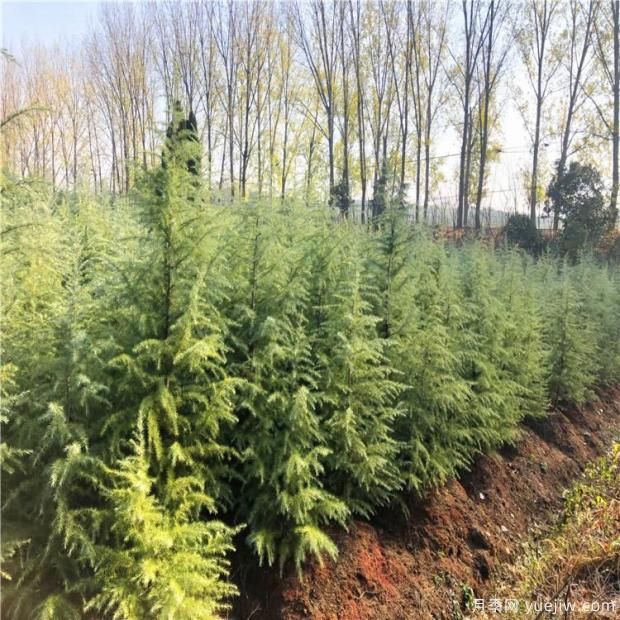 雪松休眠期和生长期修剪法(图1) 雪松休眠期和生长期修剪法(图1)