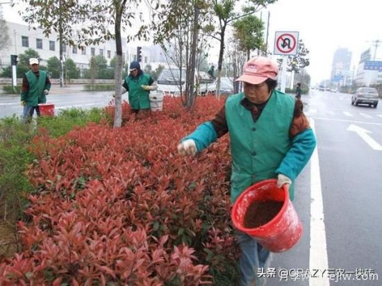 绿化养护春季的工作重点是什么?(图3) 绿化养护春季的工作重点是什么?(图3)