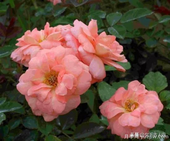 大花浓香抗病丰花月季品种?(图1) 大花浓香抗病丰花月季品种?(图1)