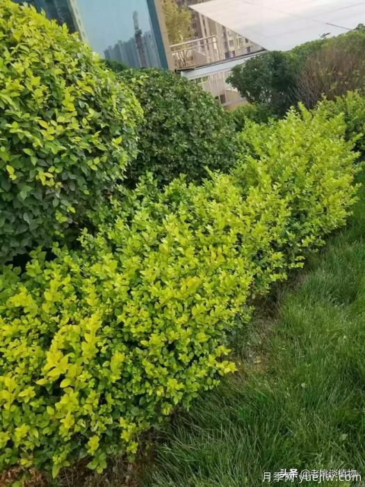 金叶女贞园林用途有哪些?(图2) 金叶女贞园林用途有哪些?(图2)