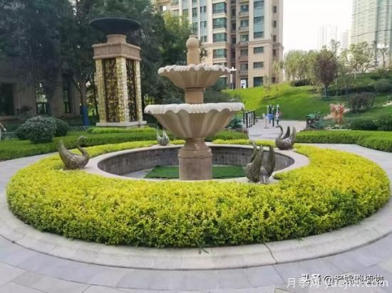 金叶女贞园林用途有哪些?(图3) 金叶女贞园林用途有哪些?(图3)