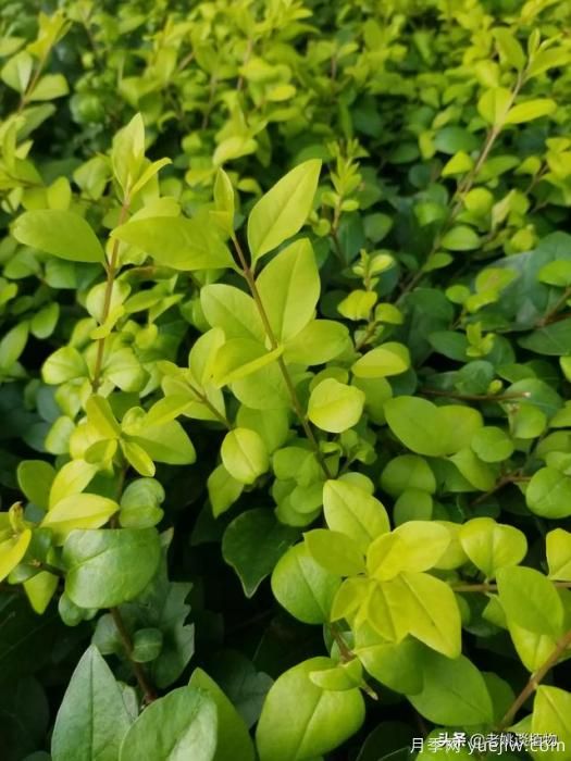 金叶女贞园林用途有哪些?(图1) 金叶女贞园林用途有哪些?(图1)