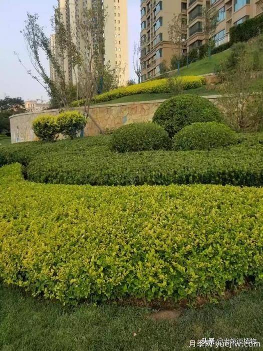 金叶女贞园林用途有哪些?(图4) 金叶女贞园林用途有哪些?(图4)