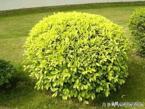 金叶女贞园林用途有哪些?(图5) 金叶女贞园林用途有哪些?(图5)